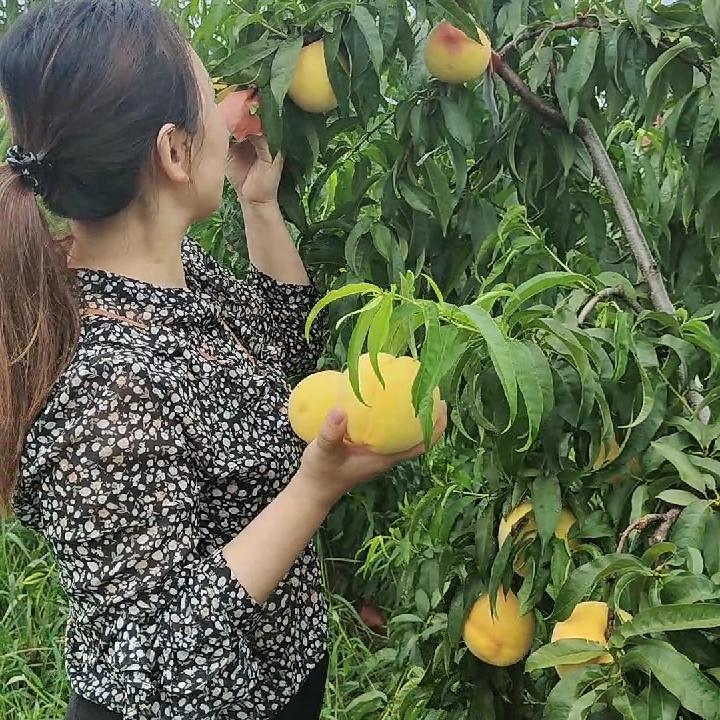 云水之间--榆树林