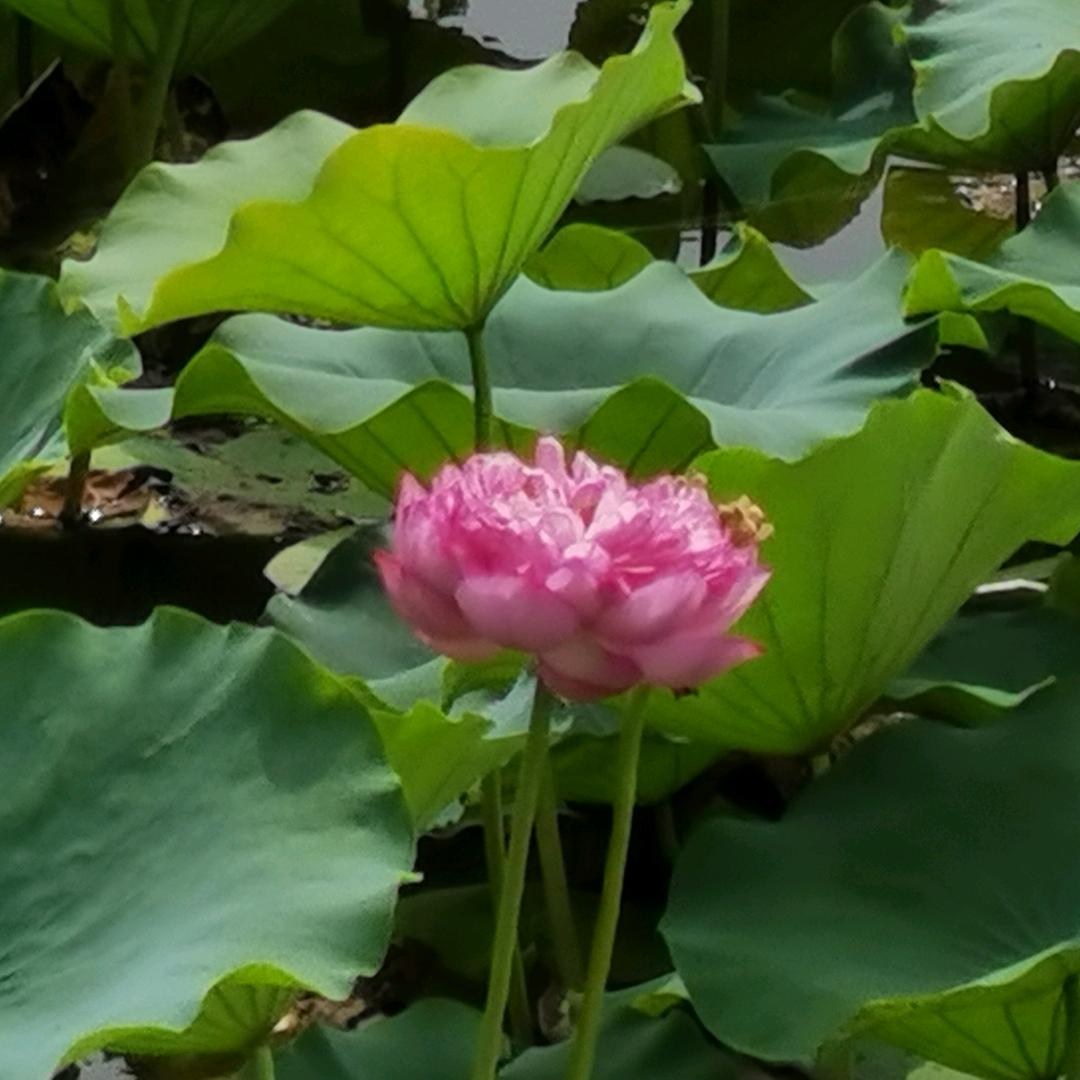 九品老汉