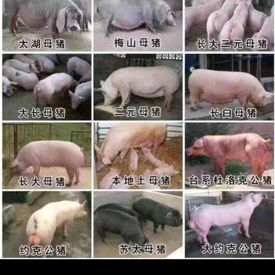 沁丹养殖