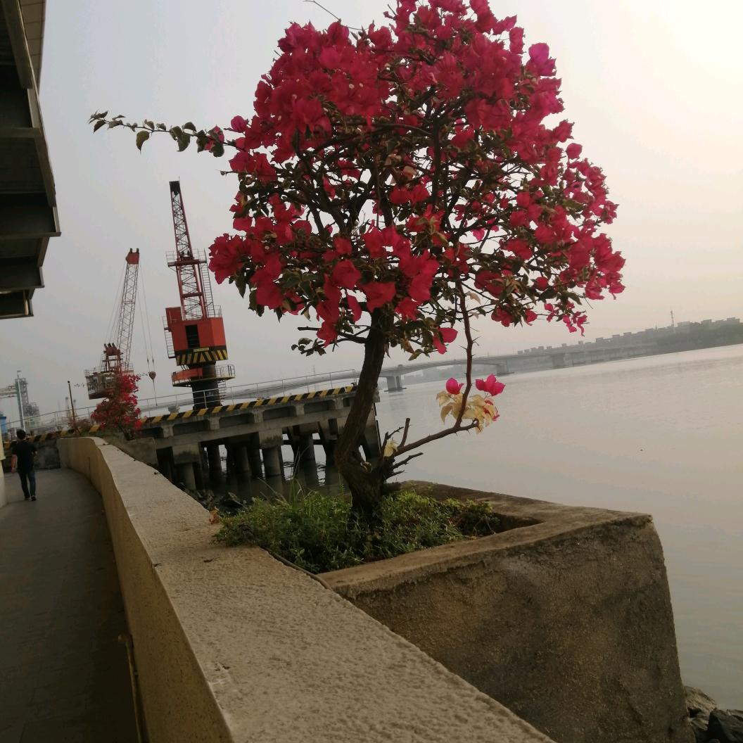 尔心随婷停