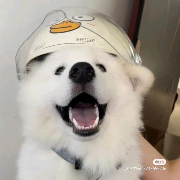 小杰.