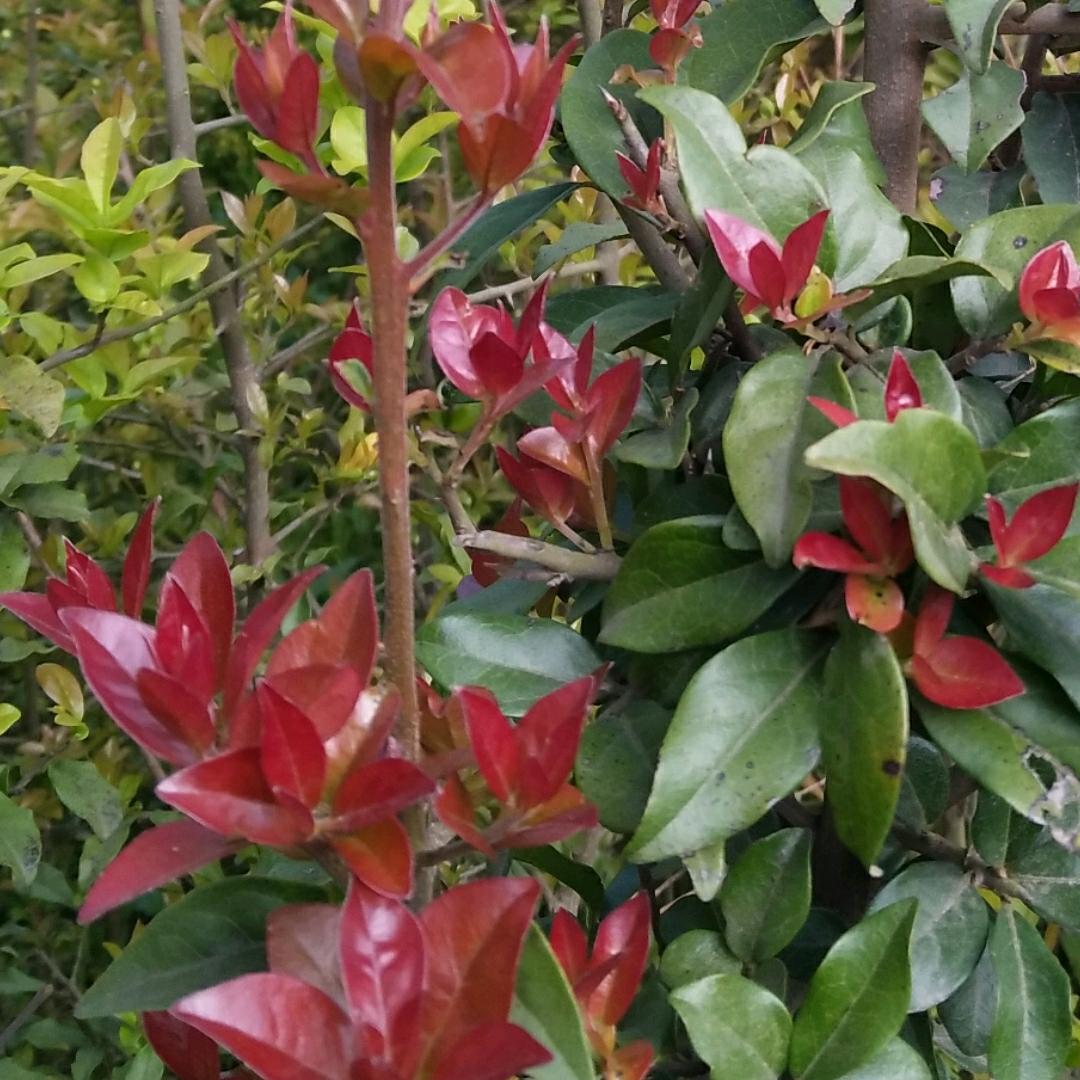 瓶兰轩金弹子盆景园