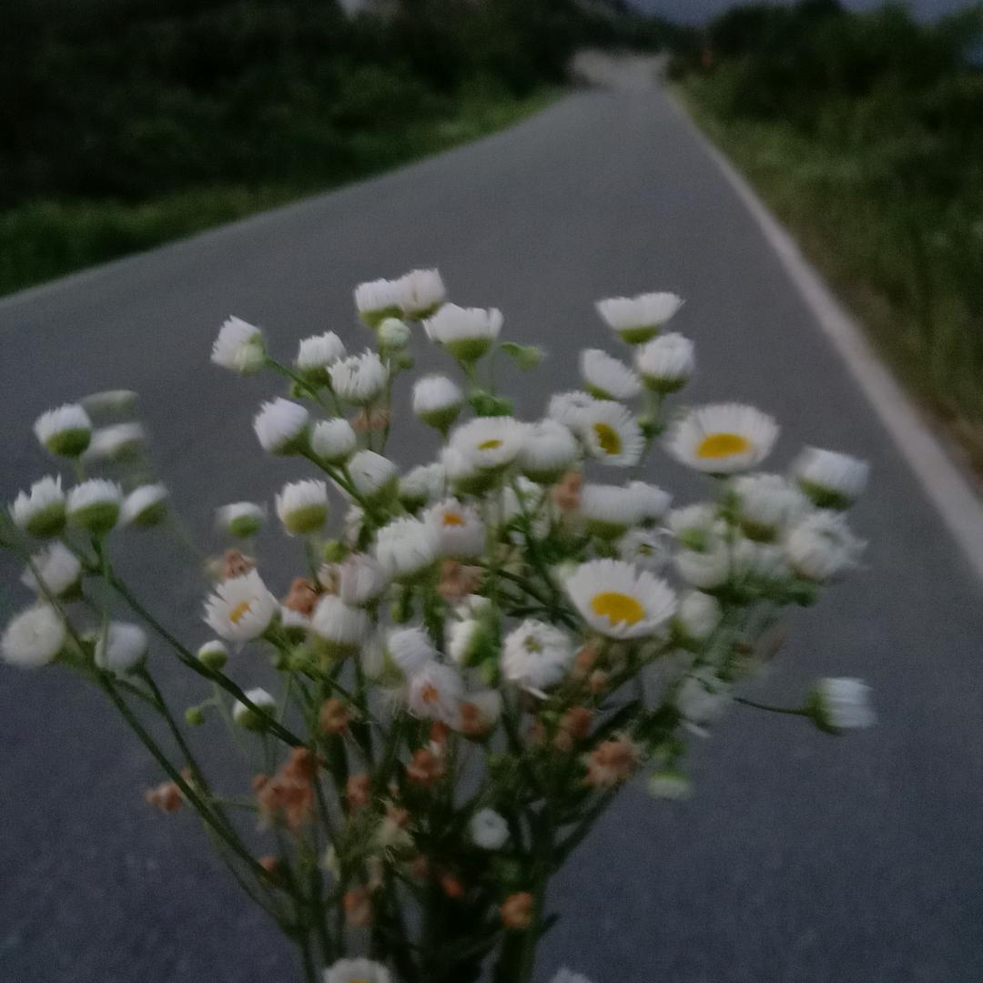 花季