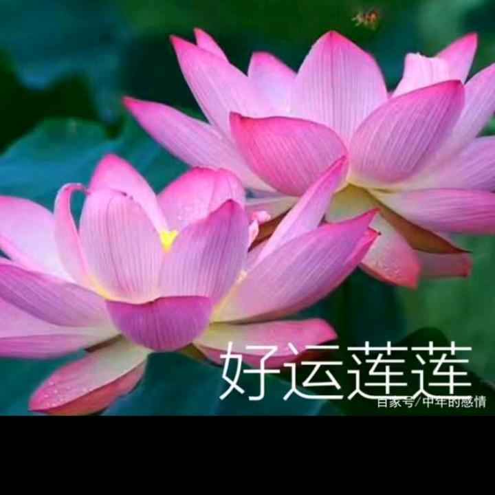 巧莲