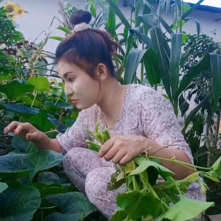 မောင်တောသူချေ
