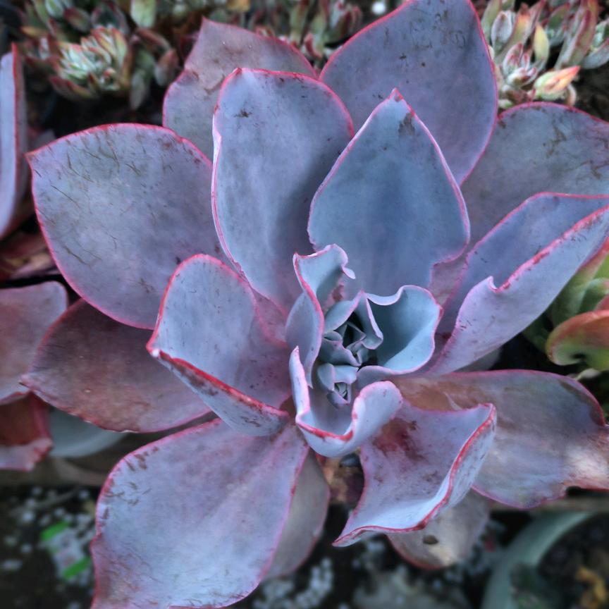 多肉植物园🌵