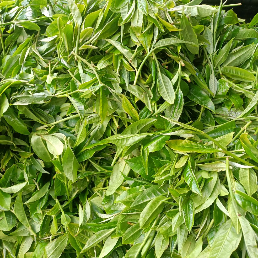 一壶茶一杯酒  ＠建航茶叶厂＠