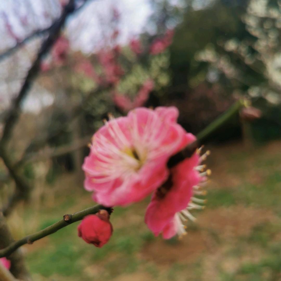 宜宁