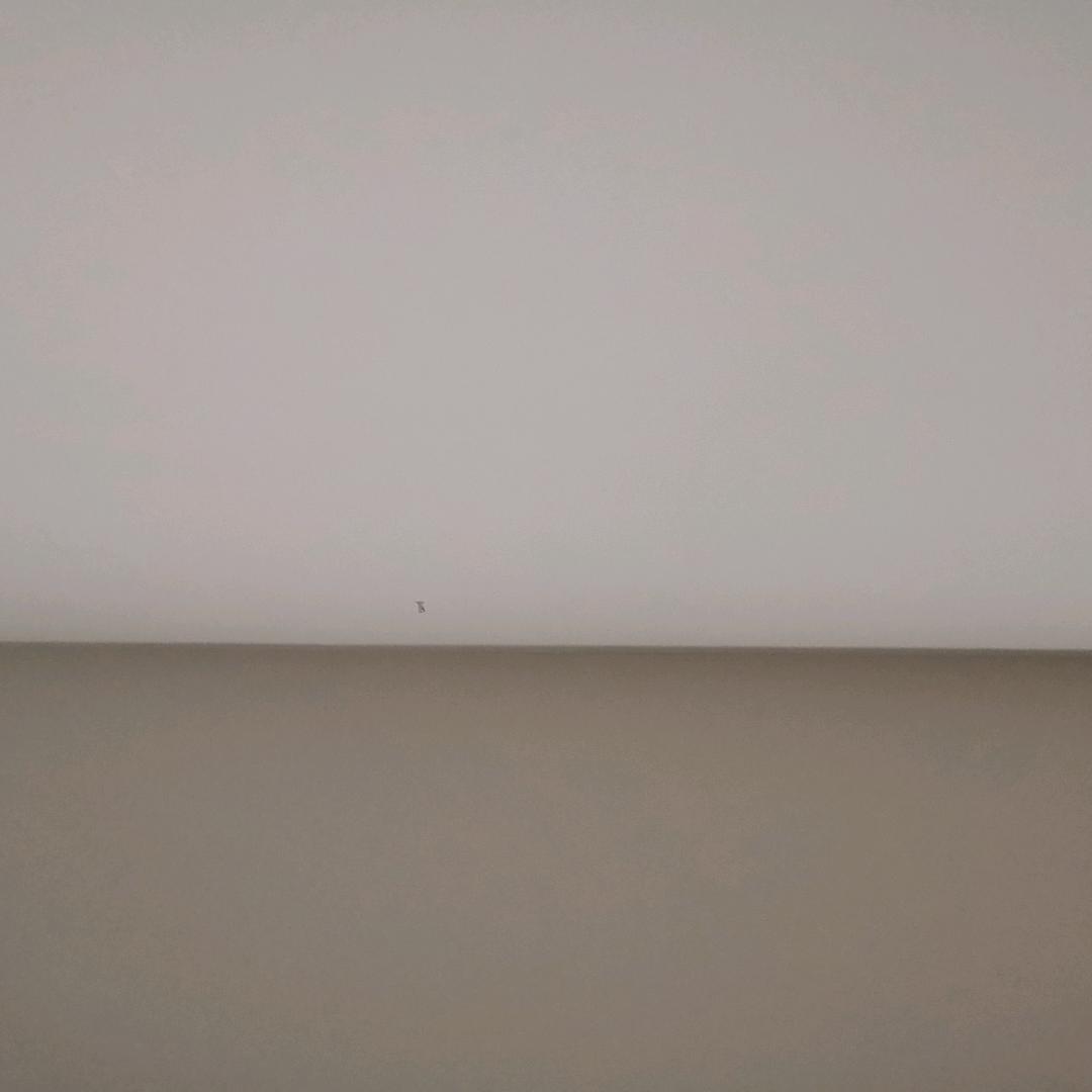 梧桐叶