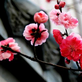 春意(老田)