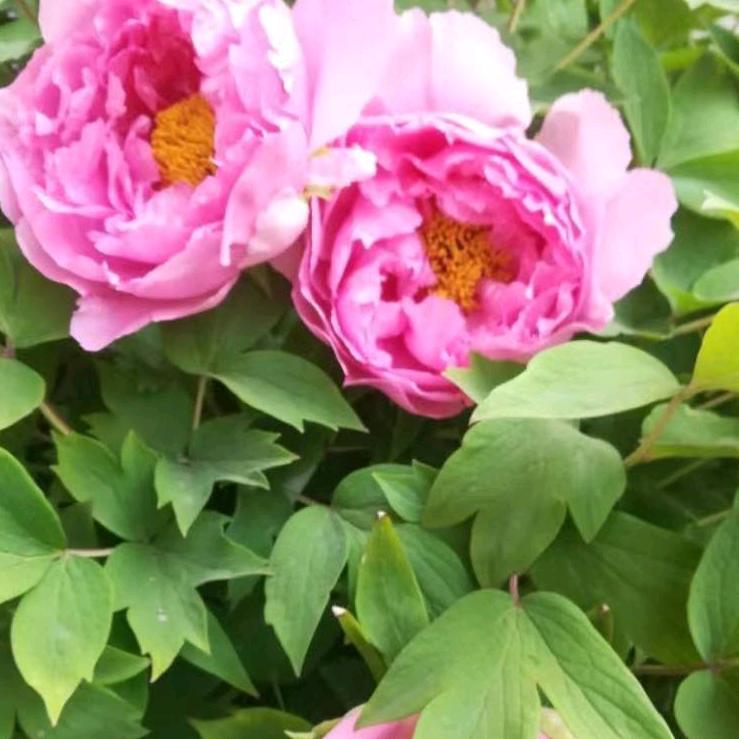 💞和风送暖💞