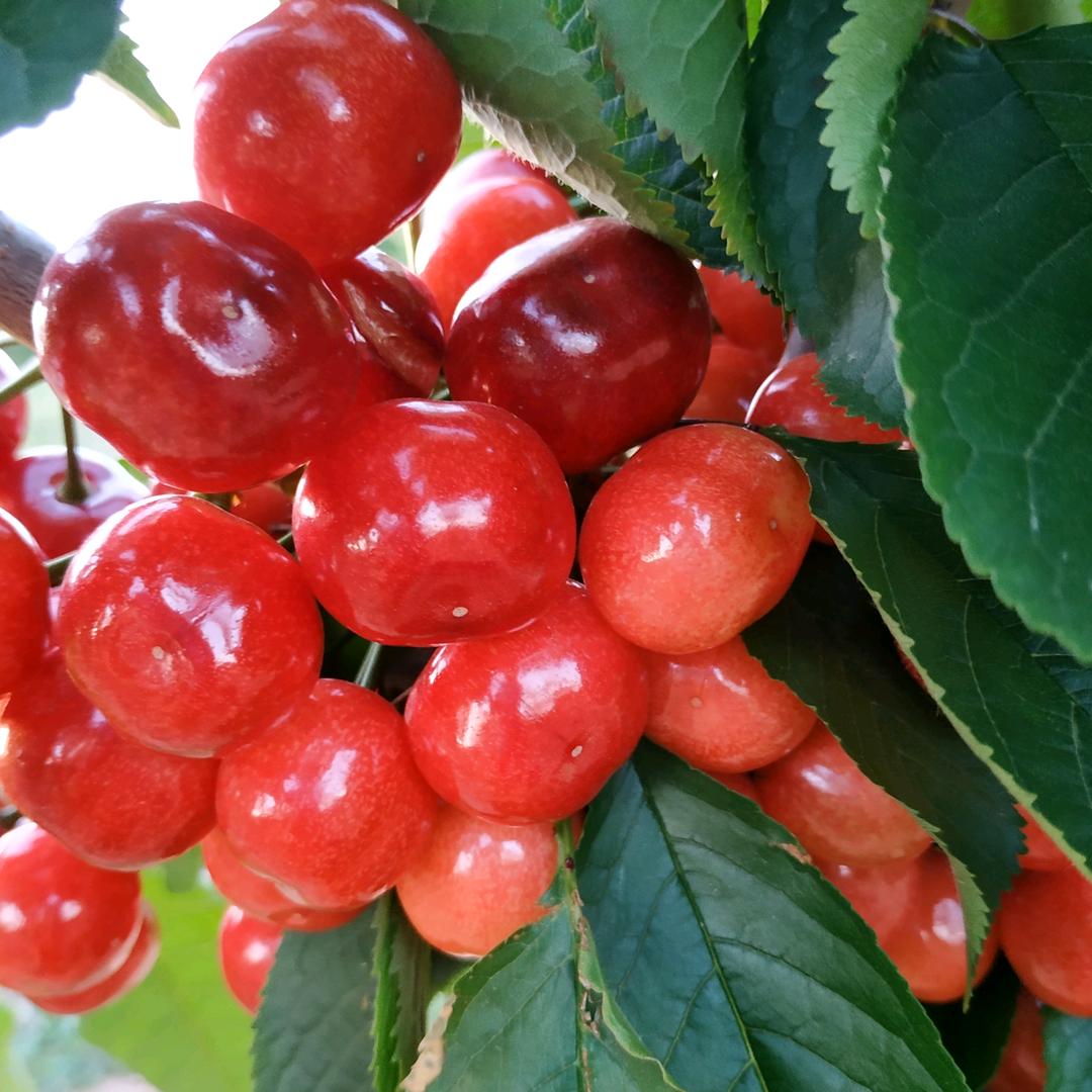 旅顺口区南山百果生态采摘园