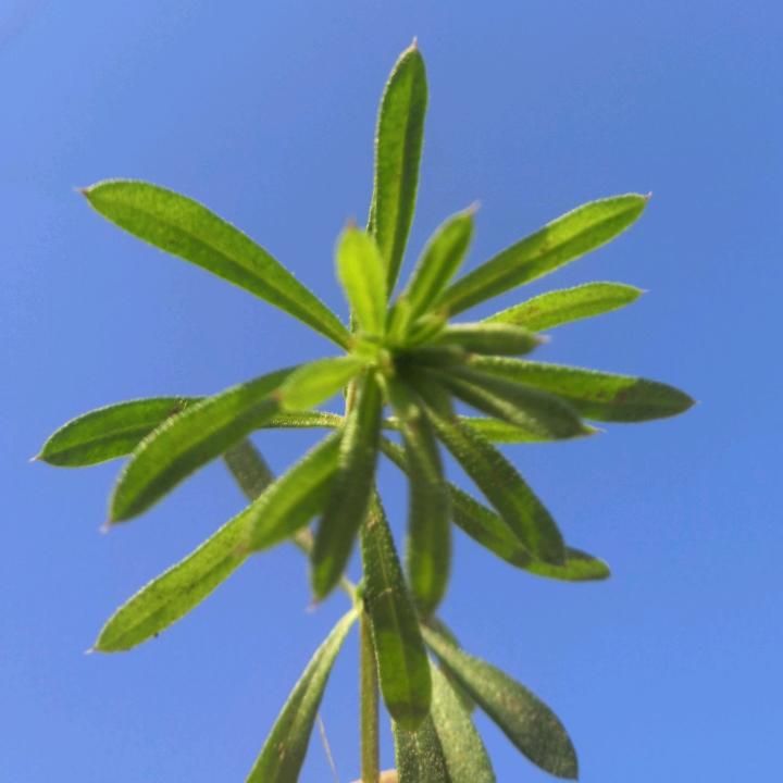 提姐