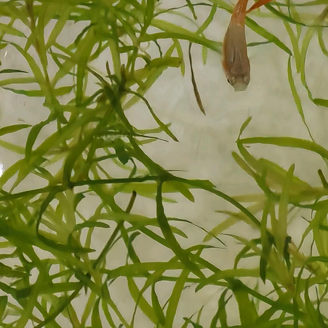 嗯喔哦