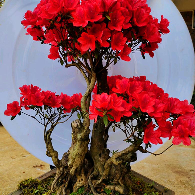 友情