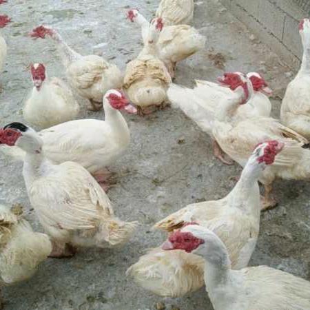 火鸭大鹅批发零售