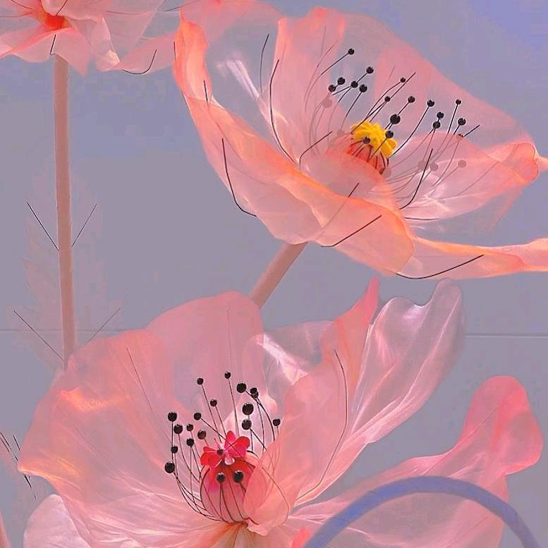 雪玫瑰🌹
