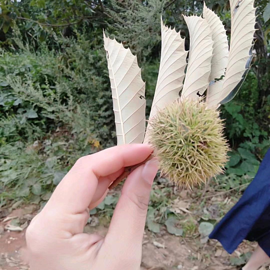 篮天云依