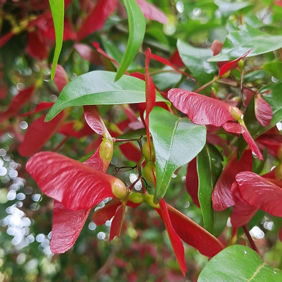 白溪古村红豆杉
