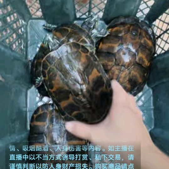 广东，辉哥仔