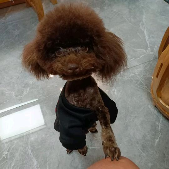 原来是蛋呀（找媳妇…）