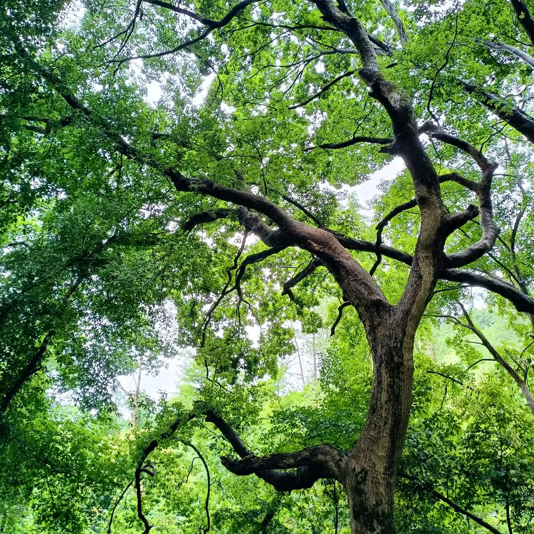 一只老燕子，不想飞