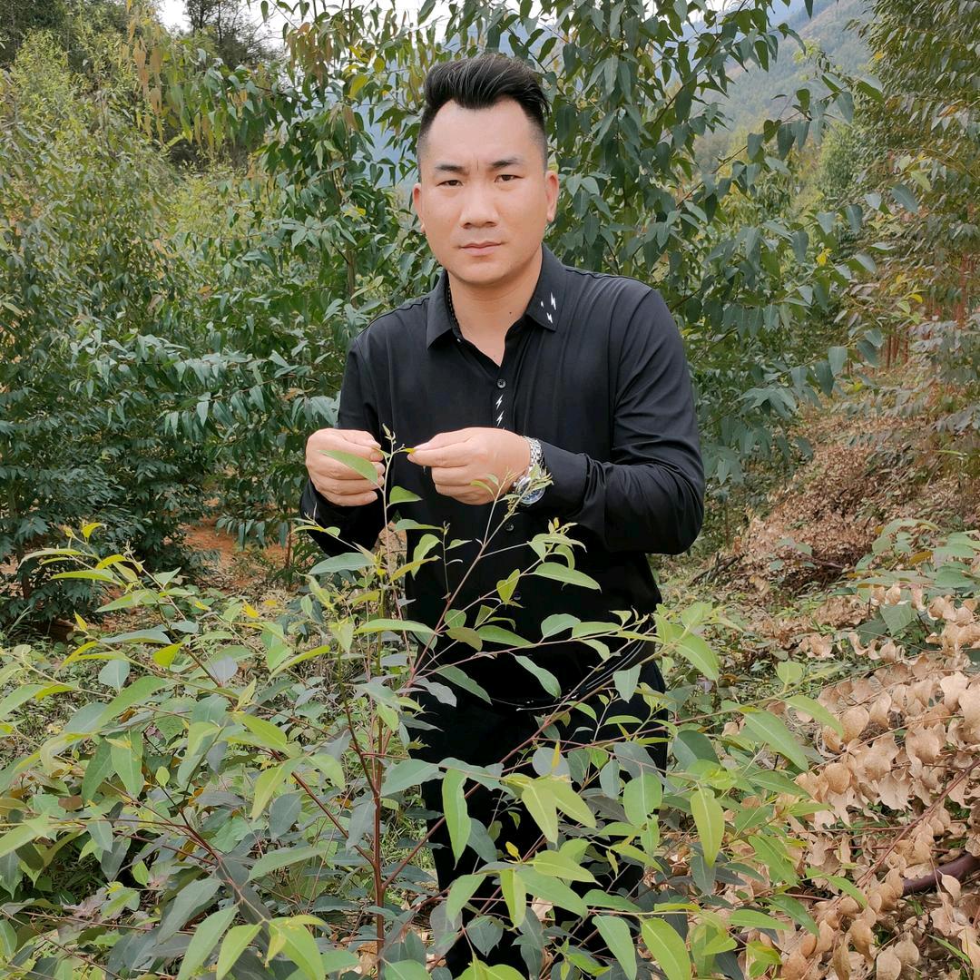桉树观察