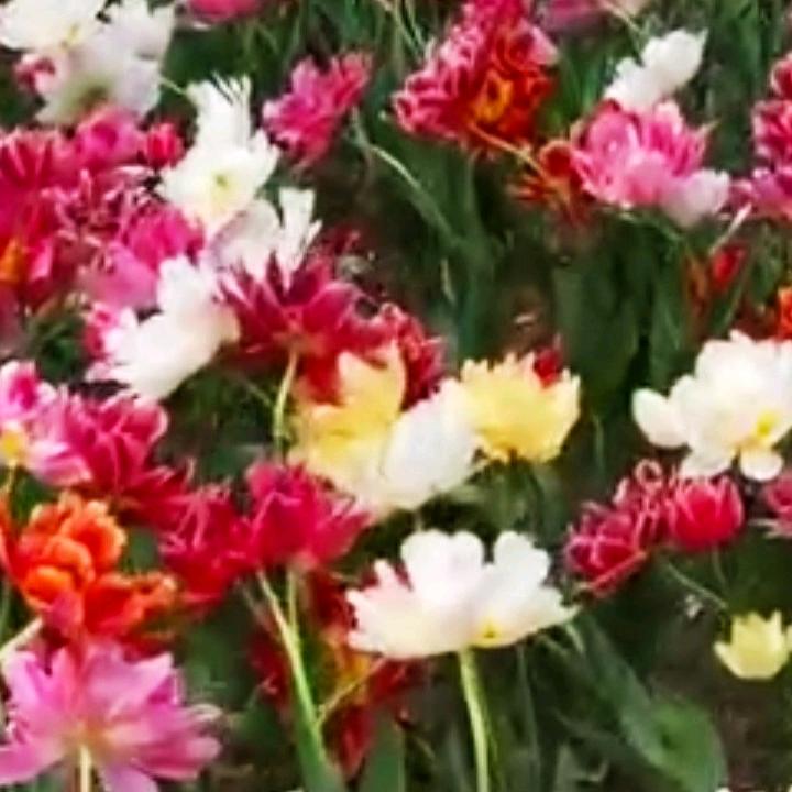 重生喜乐平安每一天