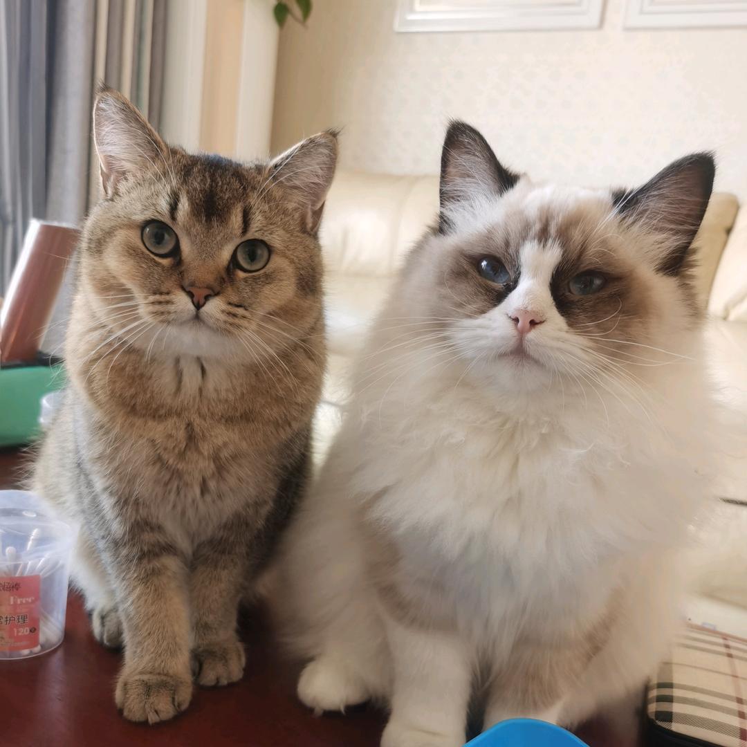 豌豆（长期招聘技师）