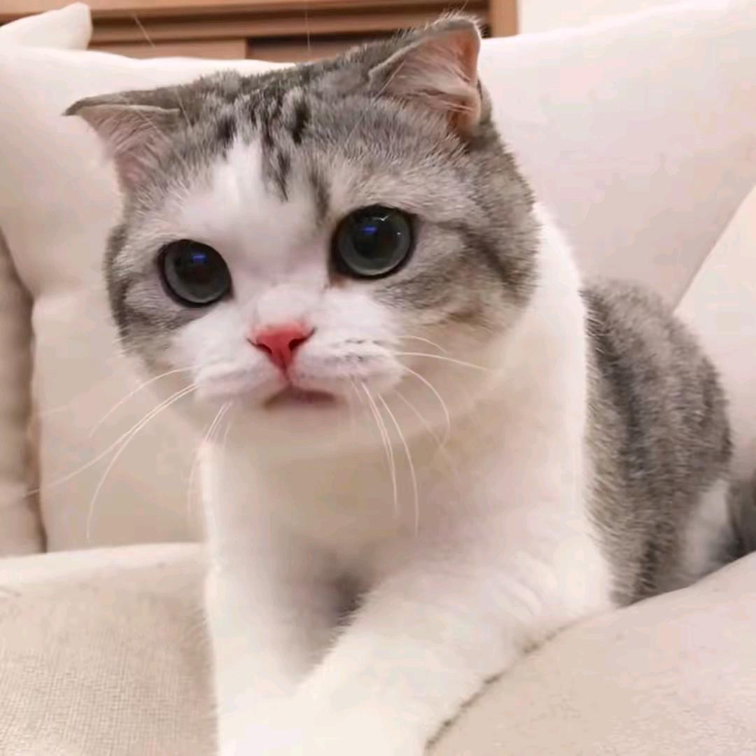 清语