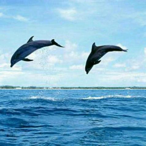 🐬小海豚小🐬