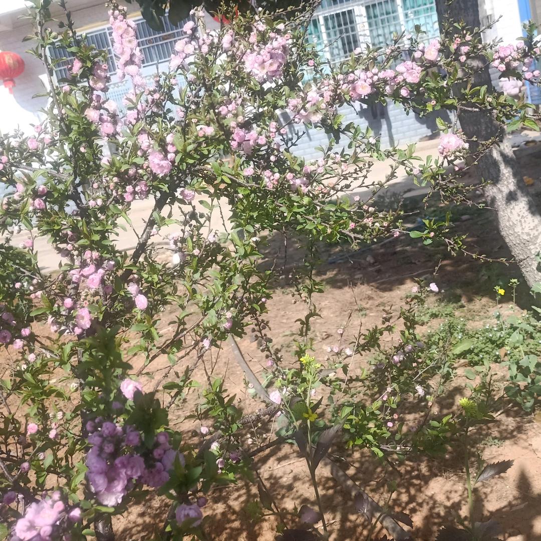 种烤烟