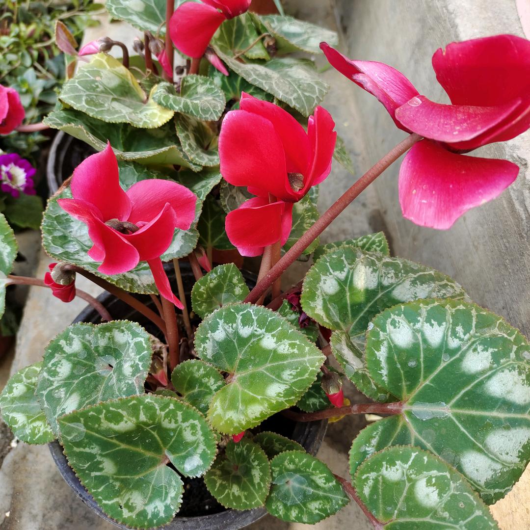 蔷薇花