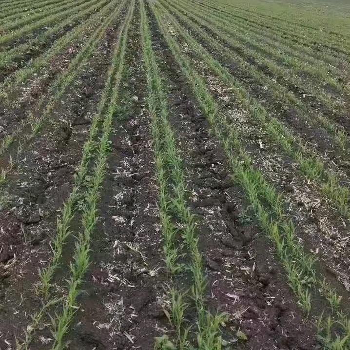 大量收各种高粱