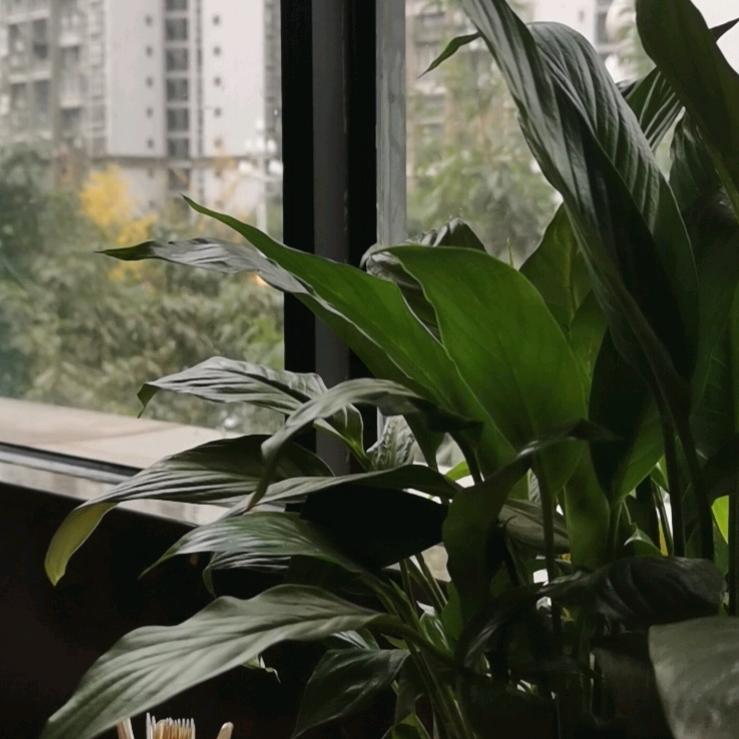 不吃豆芽脚🦶