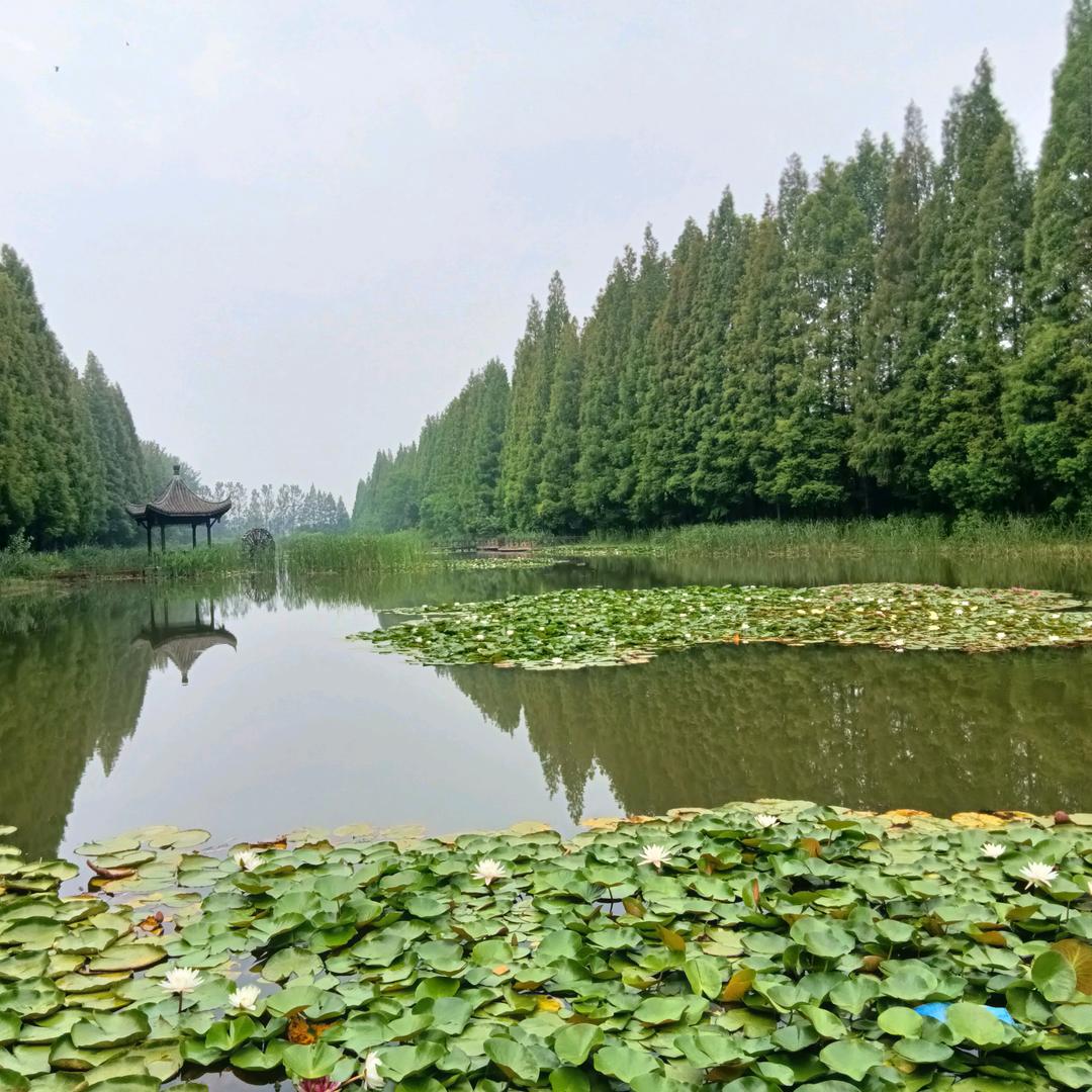 陈利华