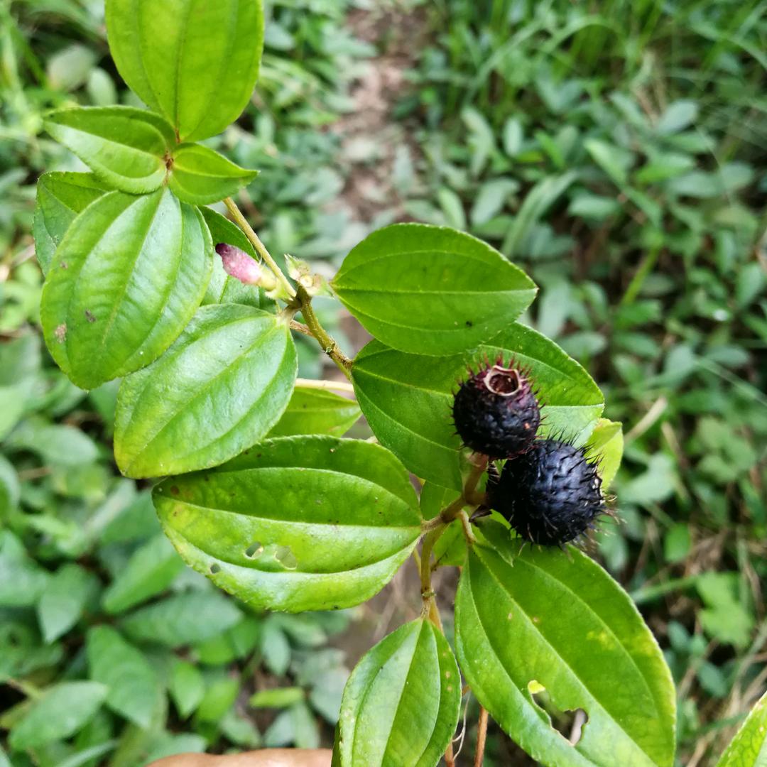 本草