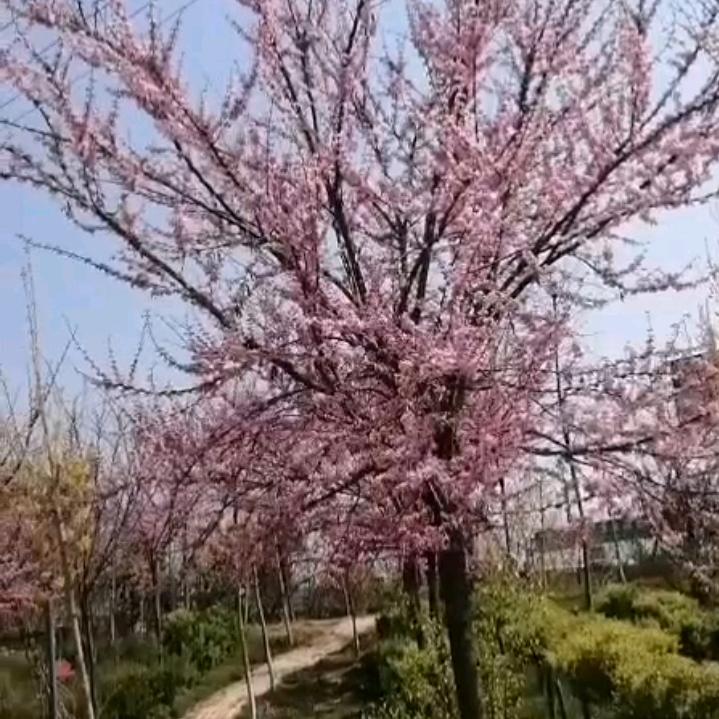 秋叶