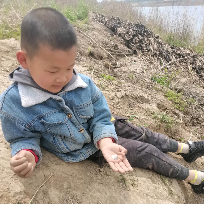 向阳花