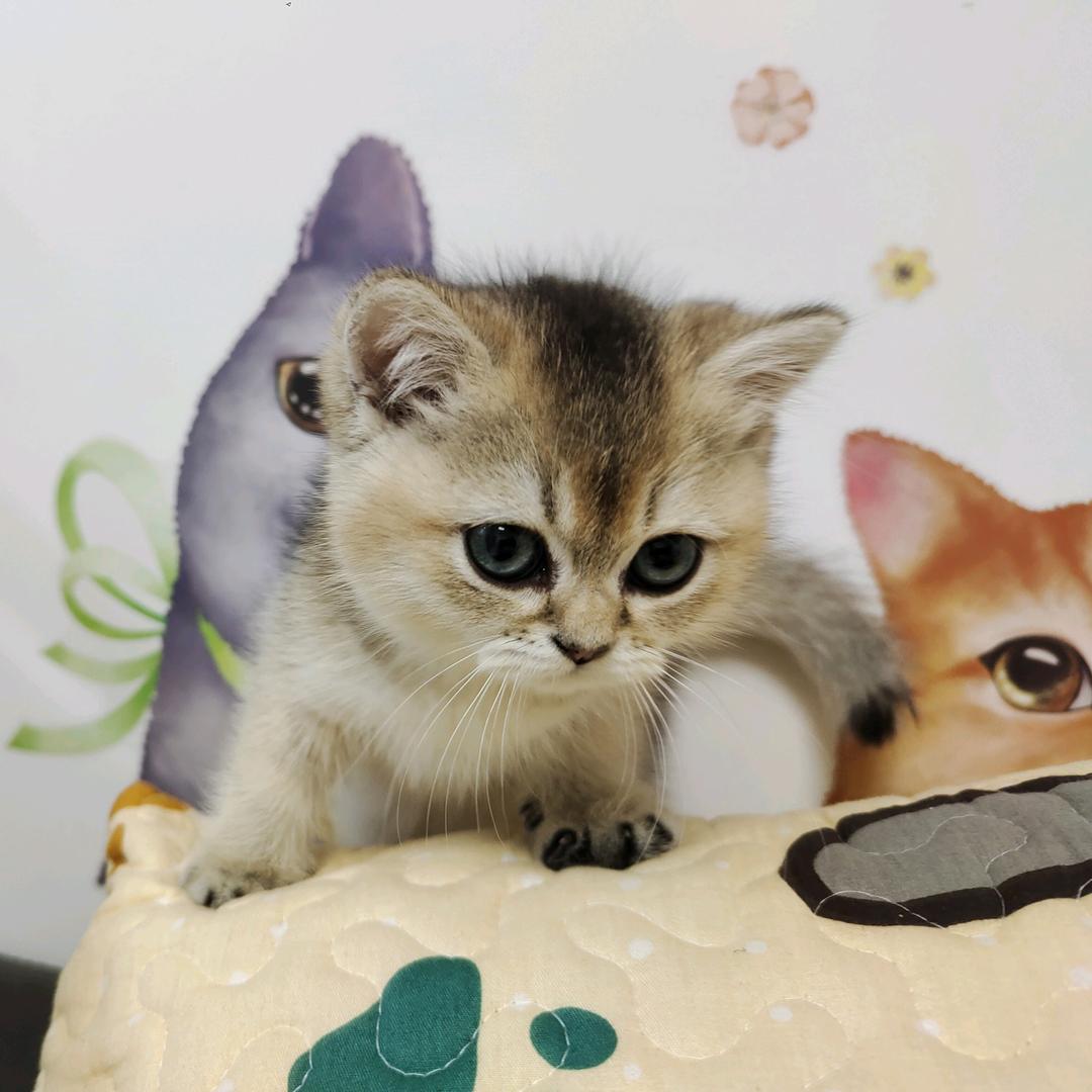 谁家好猫一直掉毛