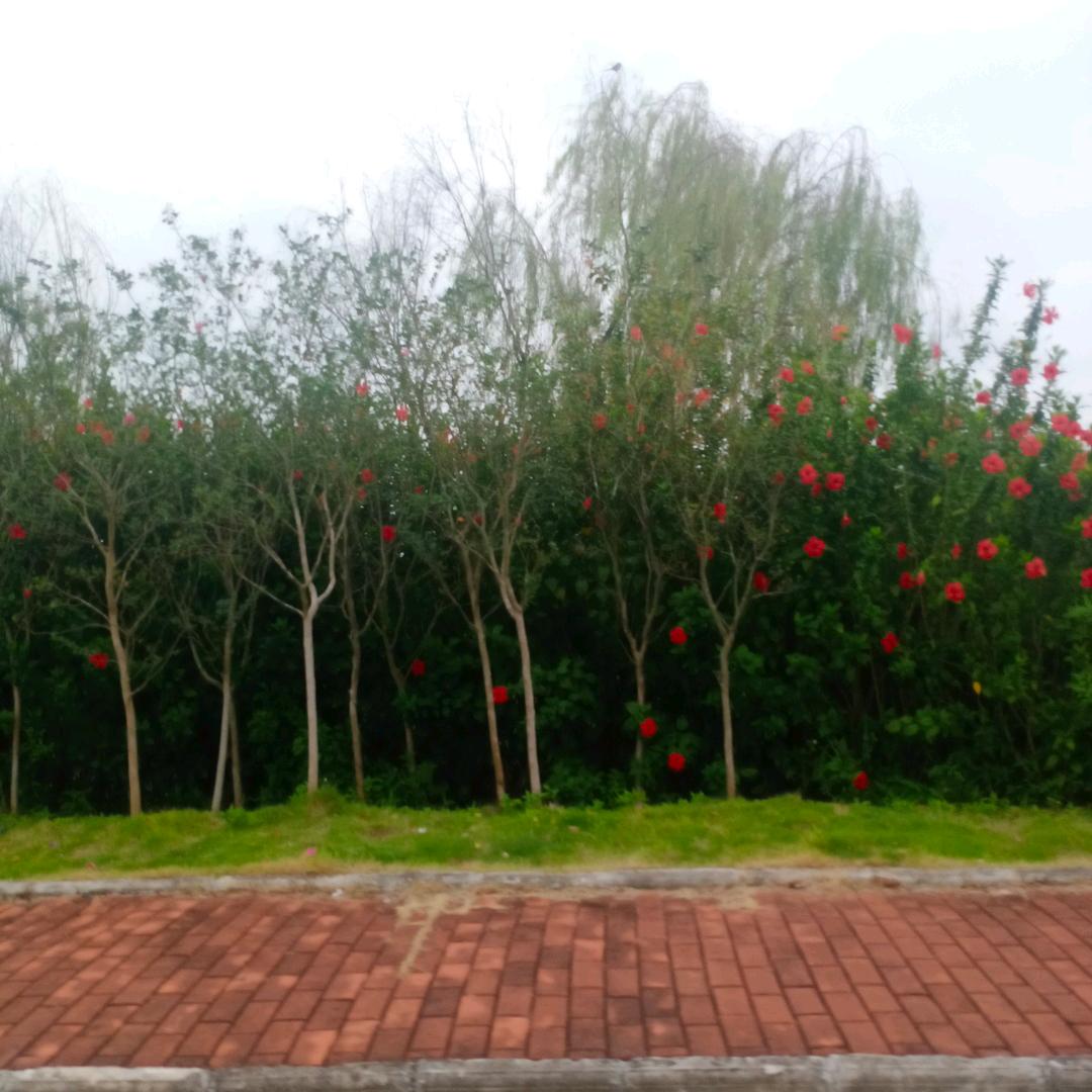 小熊