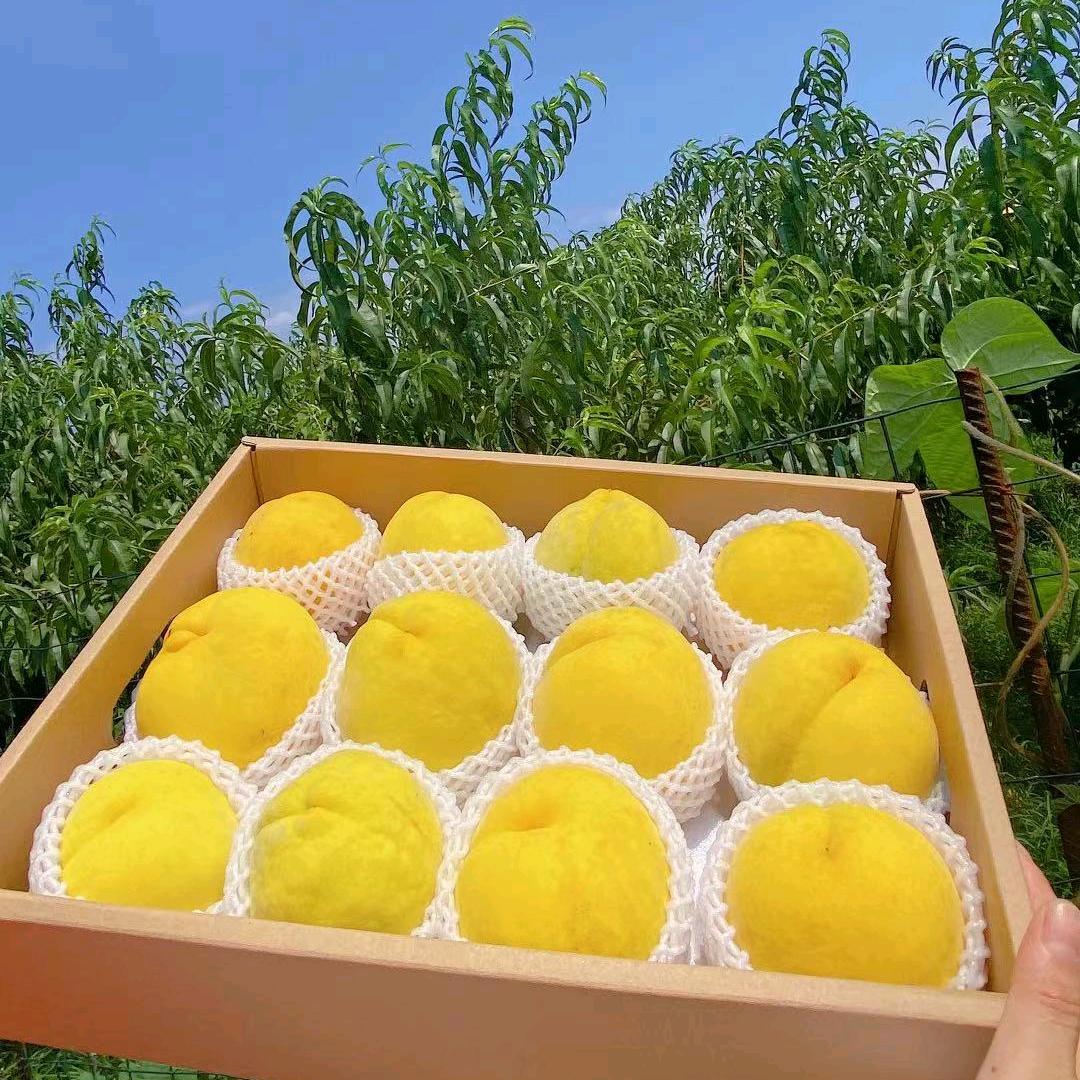 金御黄桃__老朱