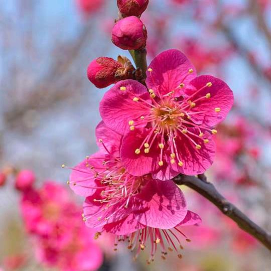 梅花