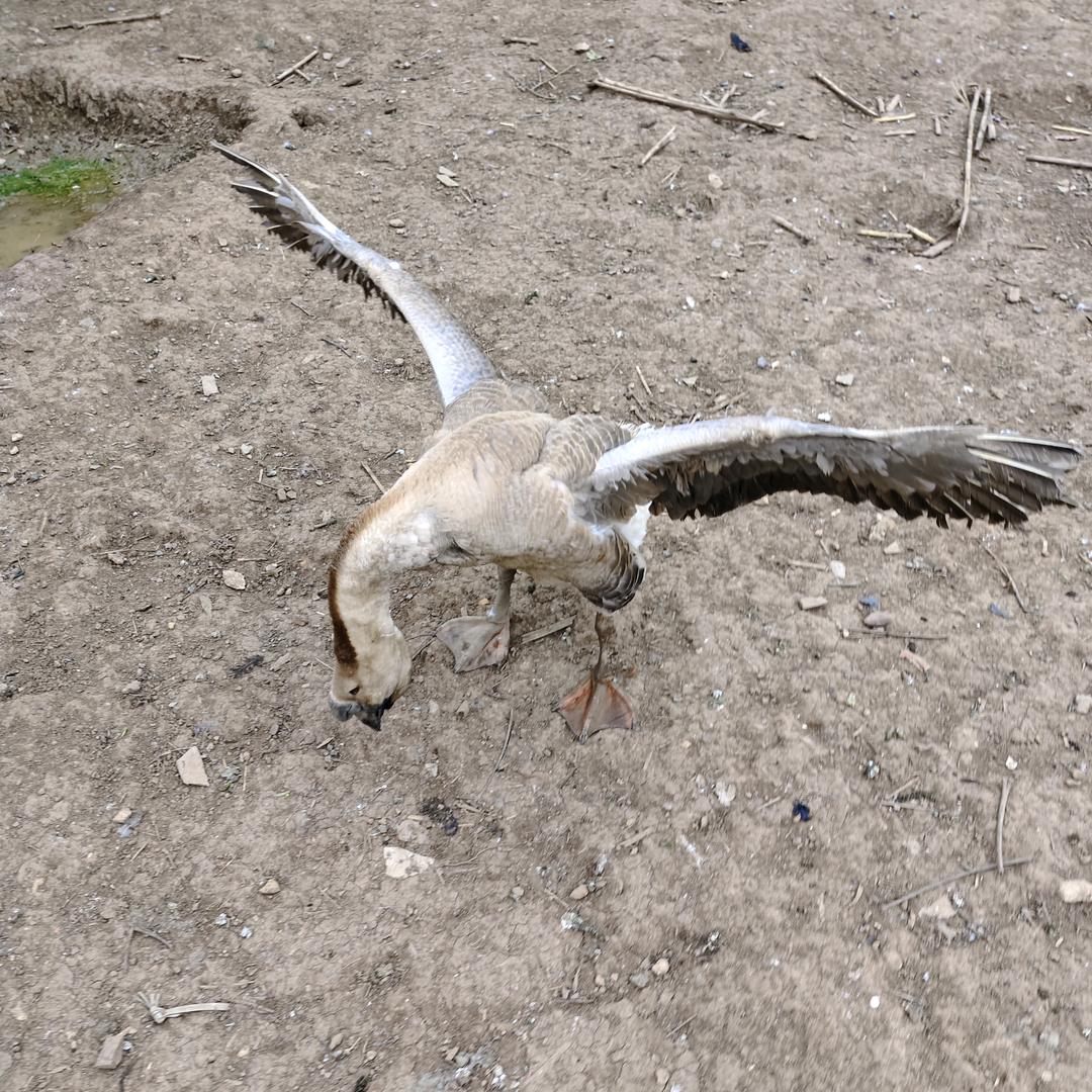 八哥特色家禽养殖