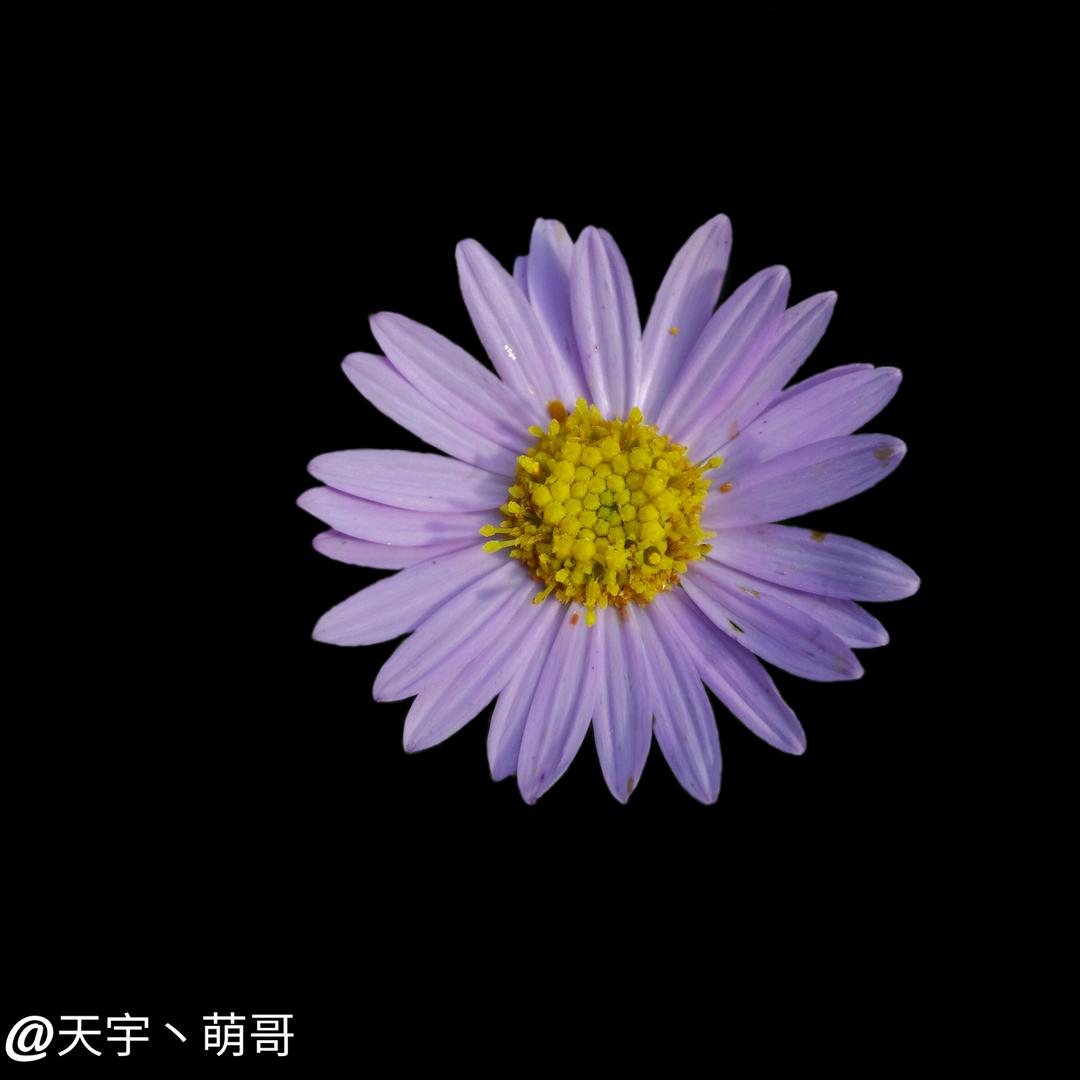 天宇丶萌哥