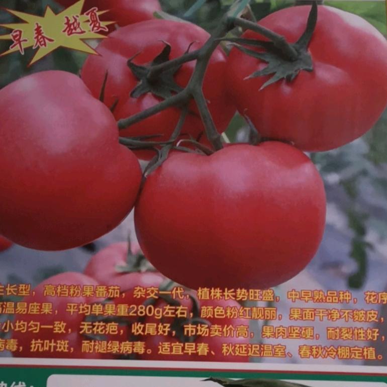 山东京益种苗燕洪杰