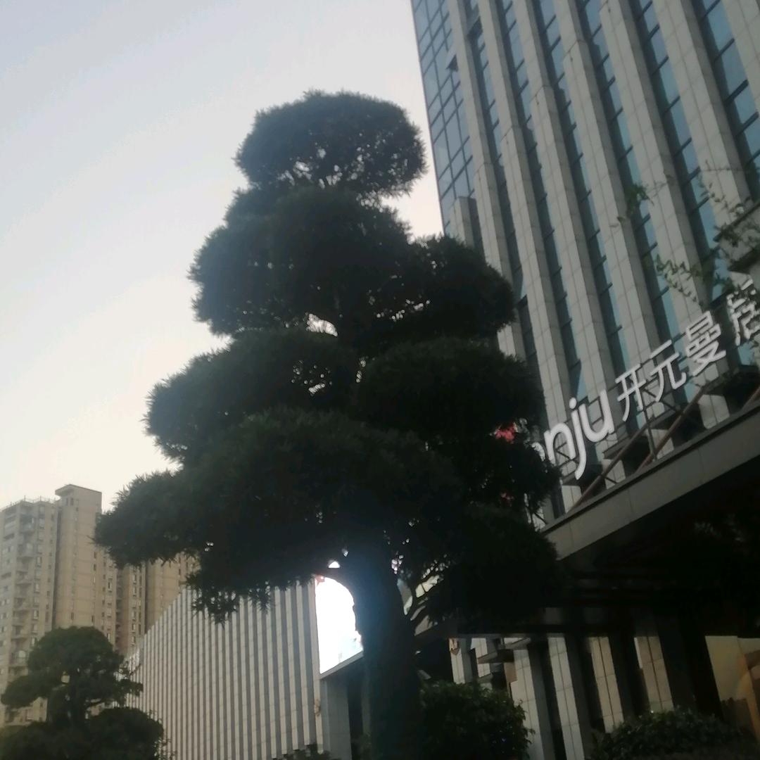 思维教育罗汉松