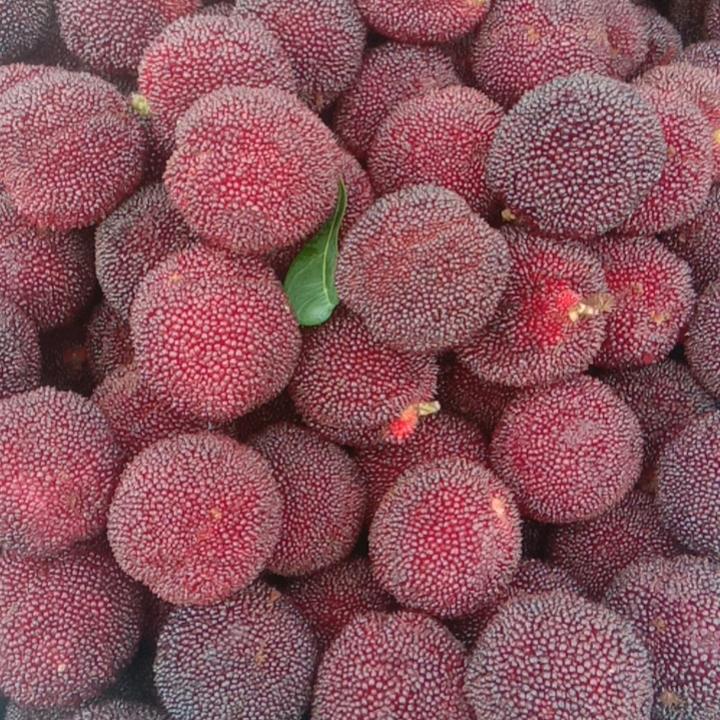 珊溪杨梅种植户