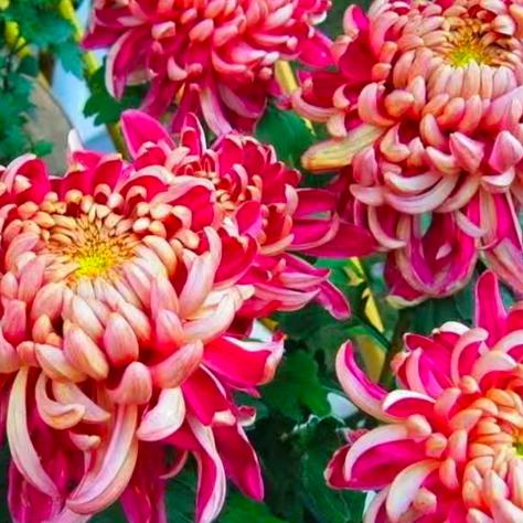 美丽的菊花。