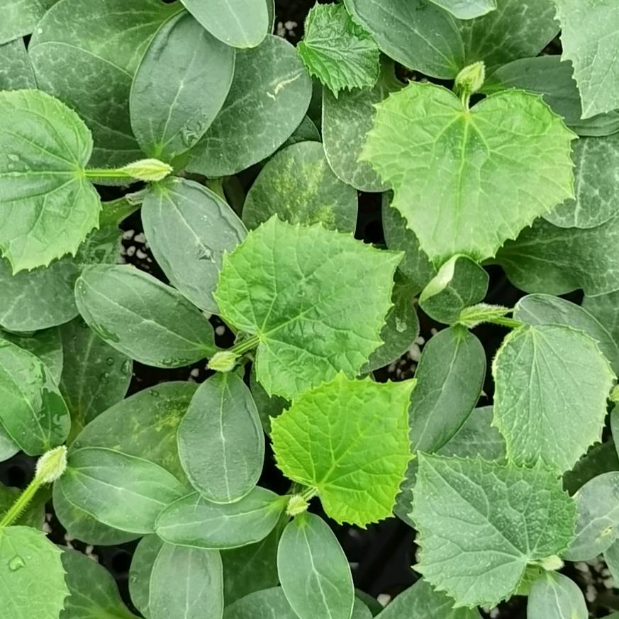 润鑫种苗于宝明